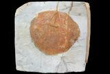 Detailed Fossil Leaf (Zizyphoides) - Montana #75492-1